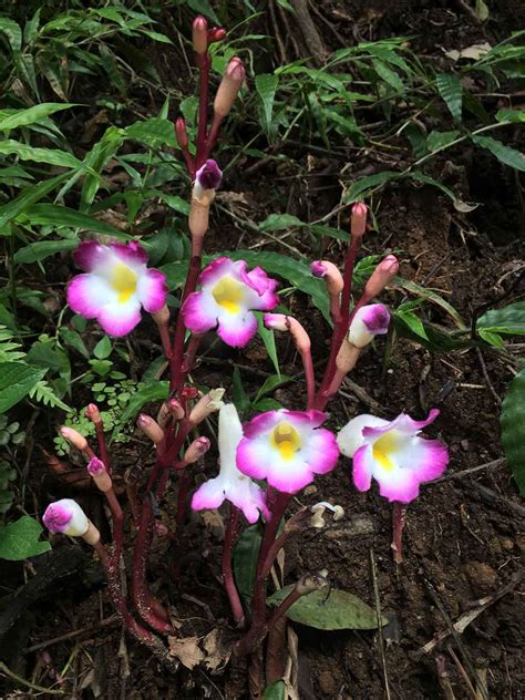 Western Ghats Plants