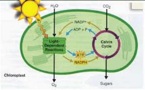 Ninth grade Lesson Putting The Energy Into Photosynthesis