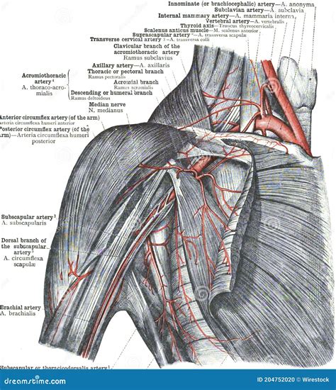 Posterior Circumflex Humeral Artery - Asking List