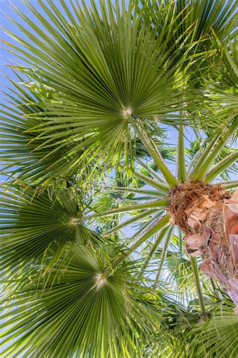 Feuilles De Filifera De Washingtonia De Palmier De Fan Image Stock