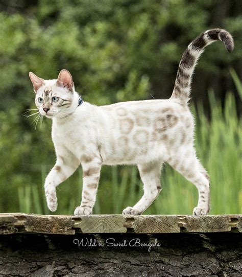 Snow Bengal Cats Hypoallergenic / blue eyed snow Bengal kitten | Bengal ...