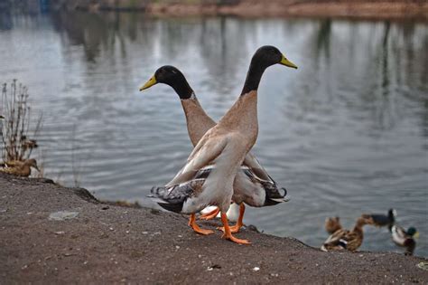 Blue Runner ducks; Characteristics of Indian Runners