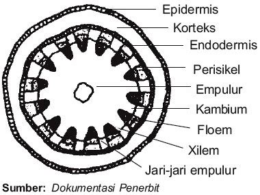 Struktur Lengkap Batang Pada Tumbuhan - Biologi Edukasi: Belajar Sains ...