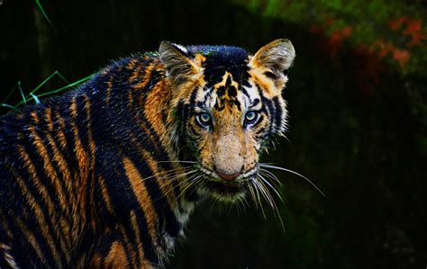 Bannerghatta Butterfly Park 7