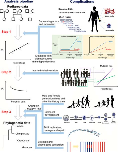 The Many Steps Involved In The Conversion Of Mutation Rate Estimates