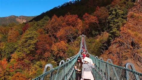 【台灣紅葉景點】奧萬大國家森林遊樂區 Travelliker 愛遊人