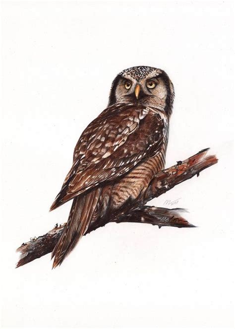 Northern Hawk Owl Drawing By Daria Maier Saatchi Art