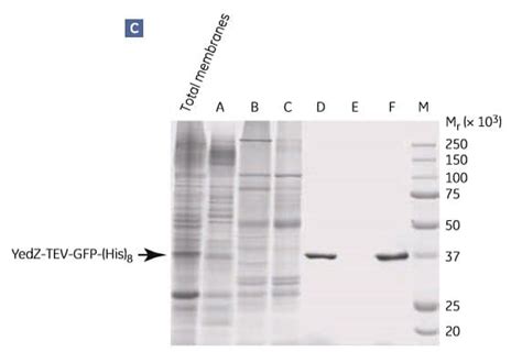 Purification Of Membrane Proteins