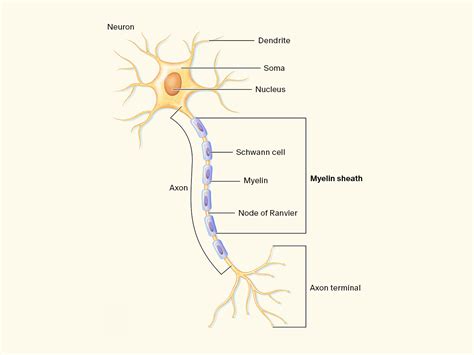 understanding multiple sclerosis ms