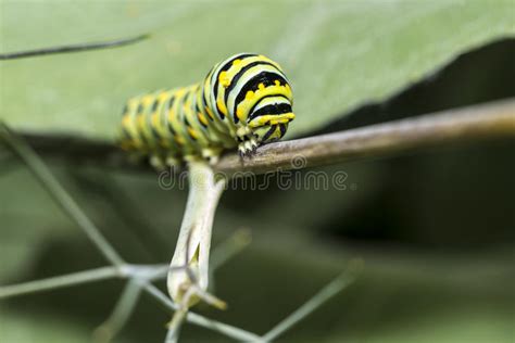 Uma Lagarta F Da Borboleta De Monarca Plexippus Do Danaus Imagem De