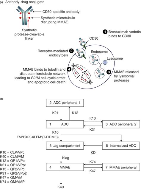 Population Pharmacokinetic Modeling And Exposure Response Assessment