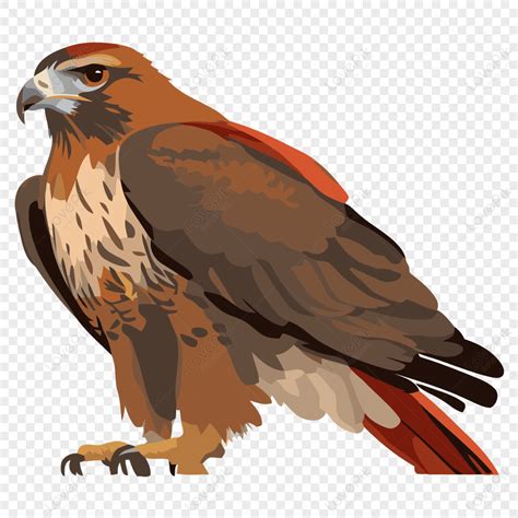 Red Tailed Hawk Vector,sticker,cartoon,hawking PNG Image Free Download