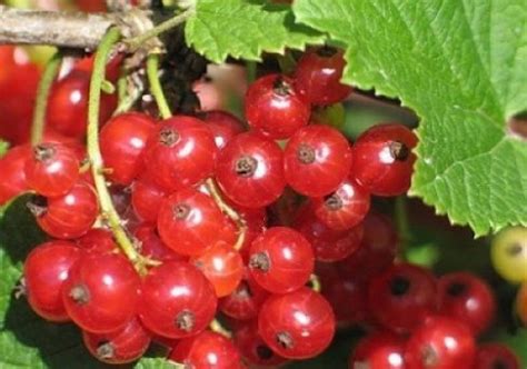 Смородина красная Ранняя сладкая – купить саженцы в питомнике "КСП" с ...