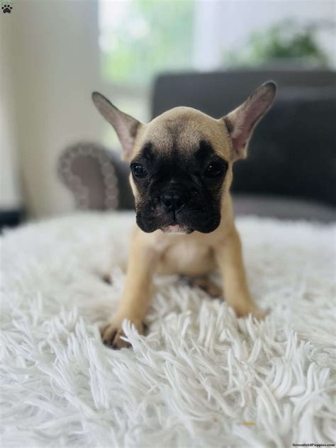 Sable - French Bulldog Puppy For Sale in Pennsylvania