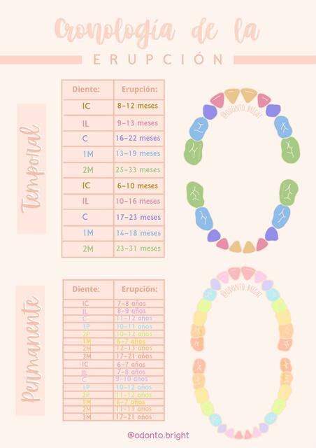 Cronología Eruptiva Dentición Temporal y Permanente Odonto Bright