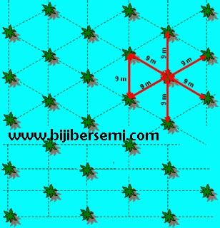 Tutorial Pancang Mata Lima Kelapa Sawit 9x9 Meter 47 OFF