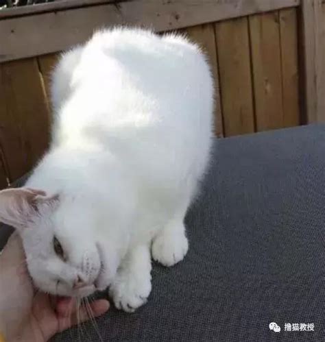 喂了一次邻居家的猫，从此猫咪每天都来，感觉被猫小三了 每日头条