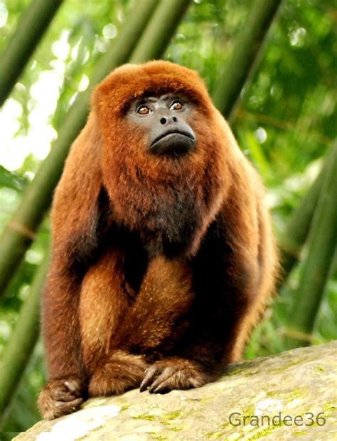 Macaco Guariba É Perigoso - Bugio (guariba, barbado ou macaco-uivador) | (Alouatta guari… | Flickr
