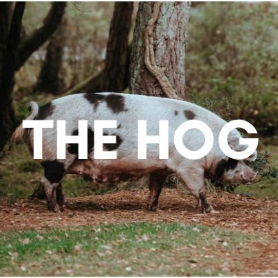 The Hog Literary Magazine - Chill Subs