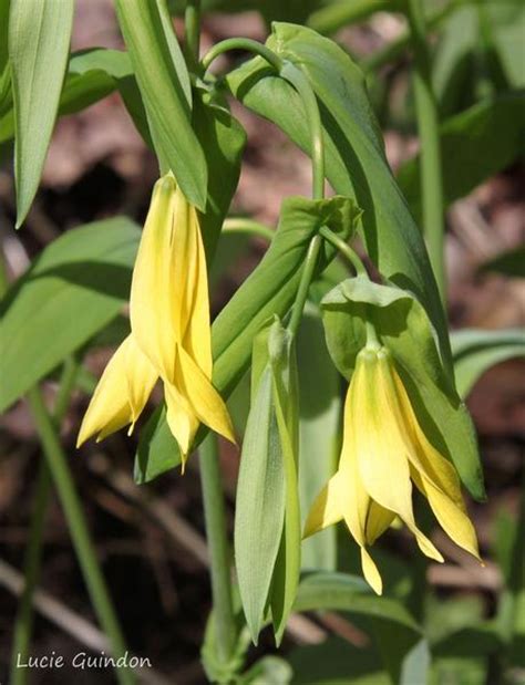 Uvulaire à grandes fleurs informations Fleurs sauvage du Québec