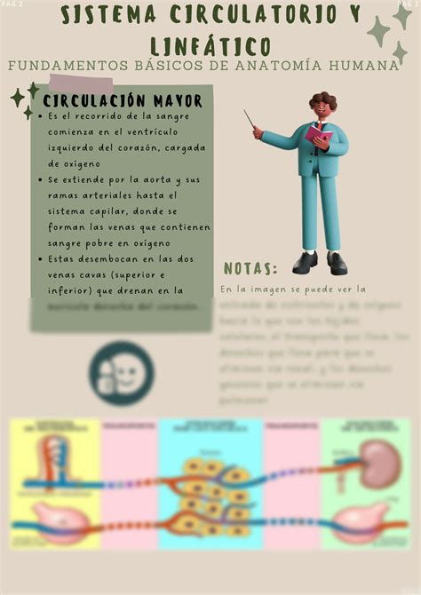 SOLUTION Apuntes Tema 3 Sistema Circulatorio Y Linf Tico Studypool