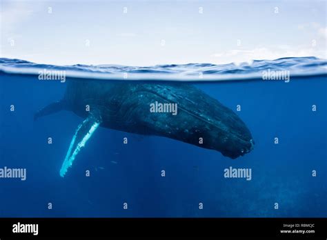 magnificent humpback whale megaptera novaeangliae swims