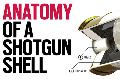 Anatomy Of A Shotgun Shell