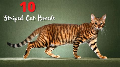 Top Cats With Striped Coats Cat Breeds With Stripes Cute Striped