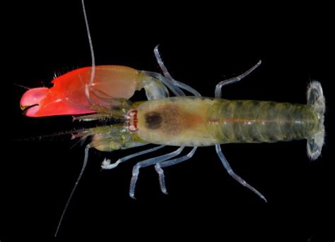 This shrimp species just became the coolest animal on the sea floor ...