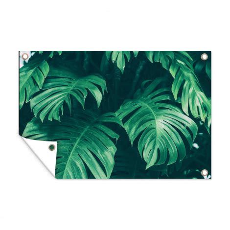 Tuinposter Monstera Bladeren Planten Jungle Natuur Liggend