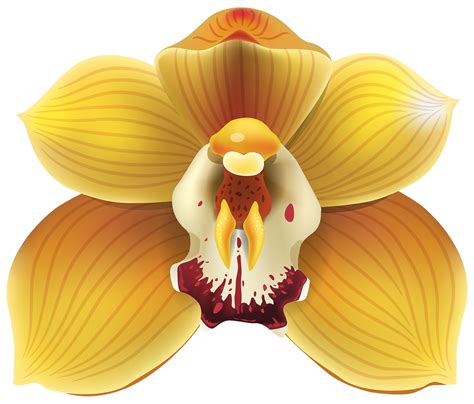 Free Yellow Orchid Transparent 14033633 PNG with Transparent Background