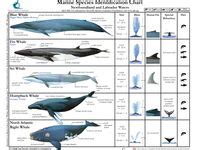ideas de ballenas ballenas arte de ballena animales de oceano