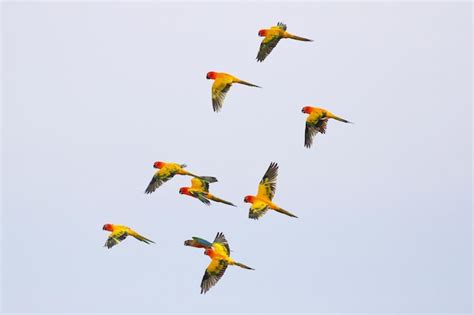 Colorido Peque O De Loros Volando En El Cielo Foto Premium