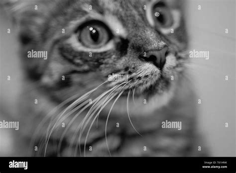 Cat's portrait in black and white Stock Photo - Alamy