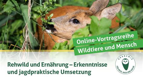 Djv Online Vortragsreihe Wildtiere Und Mensch Ern Hrung Rehwild