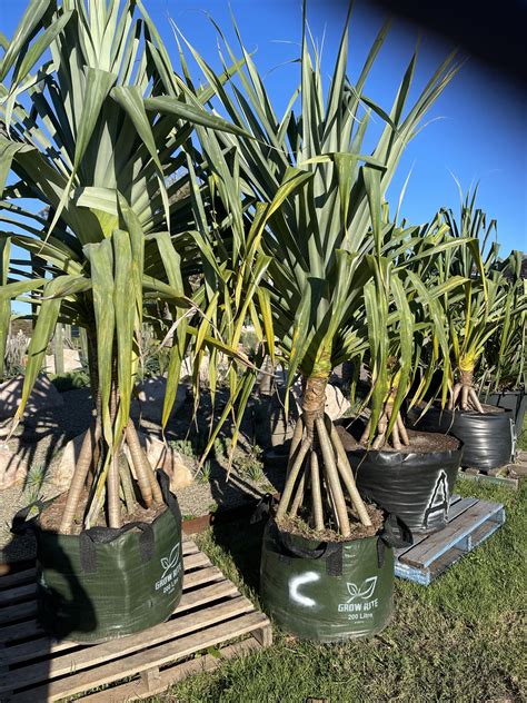 Pandanus Screw Pine Bamboo South Coast