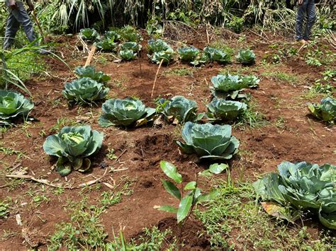 Kiambu, Kenya - 1000 Landscapes for 1 Billion People