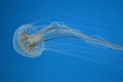 Clear Jellyfish Photograph by Quita Jean