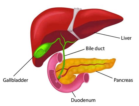 Inflammation Of The Pancreas Pancreatitis Patient Information