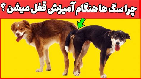 مراحل کامل جفت گیری سگ و علت قفل شدن آنها هنگام آمیزش Youtube