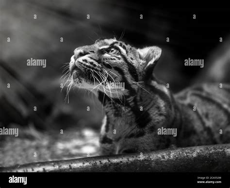 Clouded Leopard Cat Hi Res Stock Photography And Images Alamy