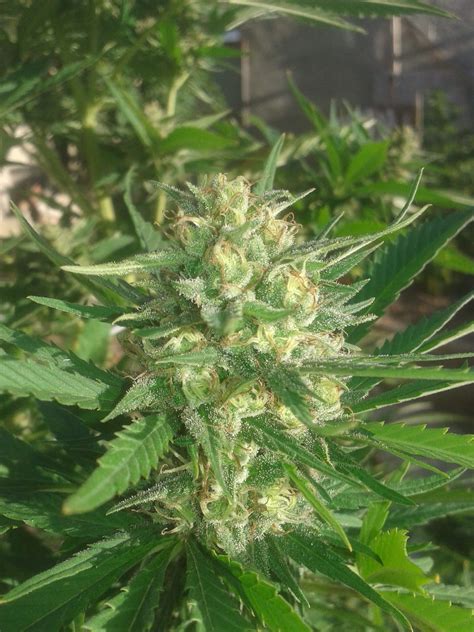 Sex Bud Feminized 4 Seeds Biltong Budz