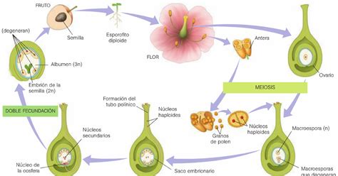 Ciclo De Vida Da Angiosperma Mcgraw Hill CICLO DE VIDA DE ANGIOSPERMAS
