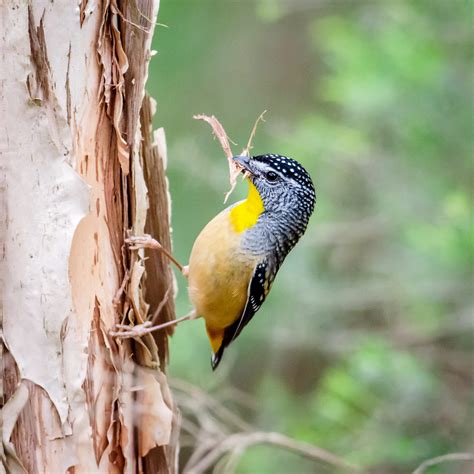 Spotted Pardalote • I Love These Small Colourful Birds They Make This