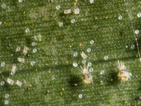 Spider Mites How To Identify And Remove From Your Garden