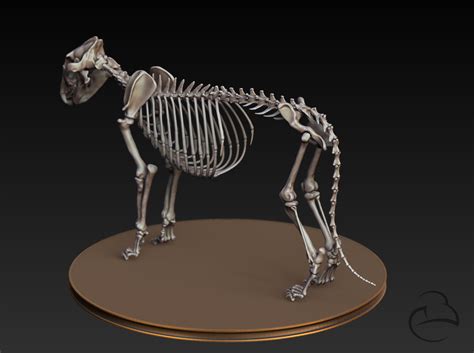 Misc - Lion skeleton 2 by Peet-B on DeviantArt