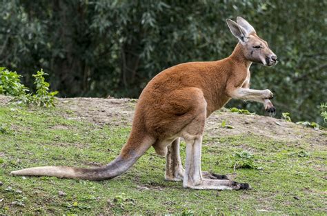 kangaroo evolved   quick jump