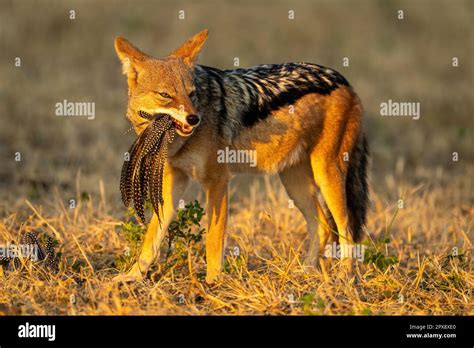 Black Backed Jackal Stands Chewing Feathers In Mouth Stock Photo Alamy