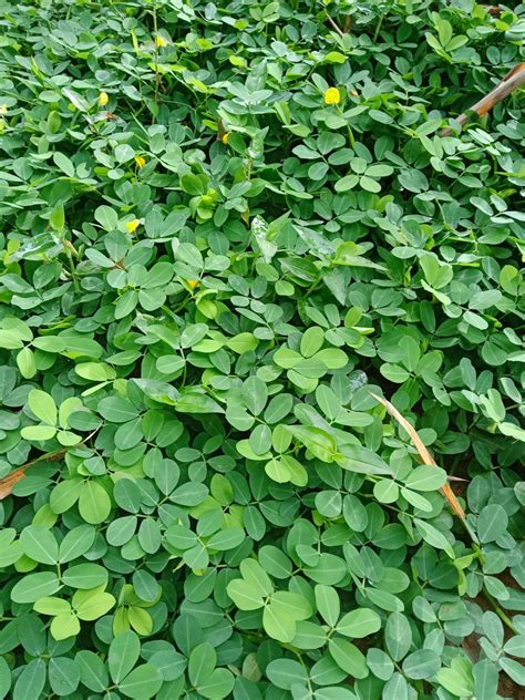 Arachis Pintoi Per 20batang Lazada Indonesia