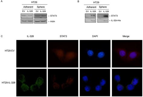 Il Inhibits Nuclear Translocation Of Stat Through Direct Binding